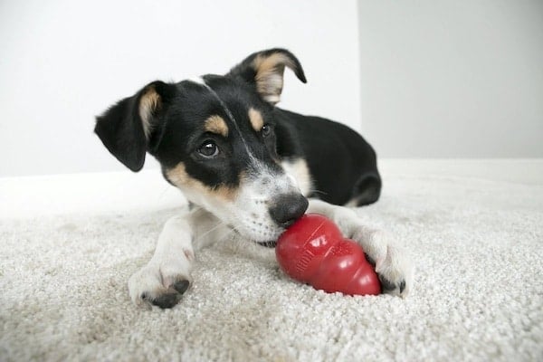 Dog licking a red kong toy