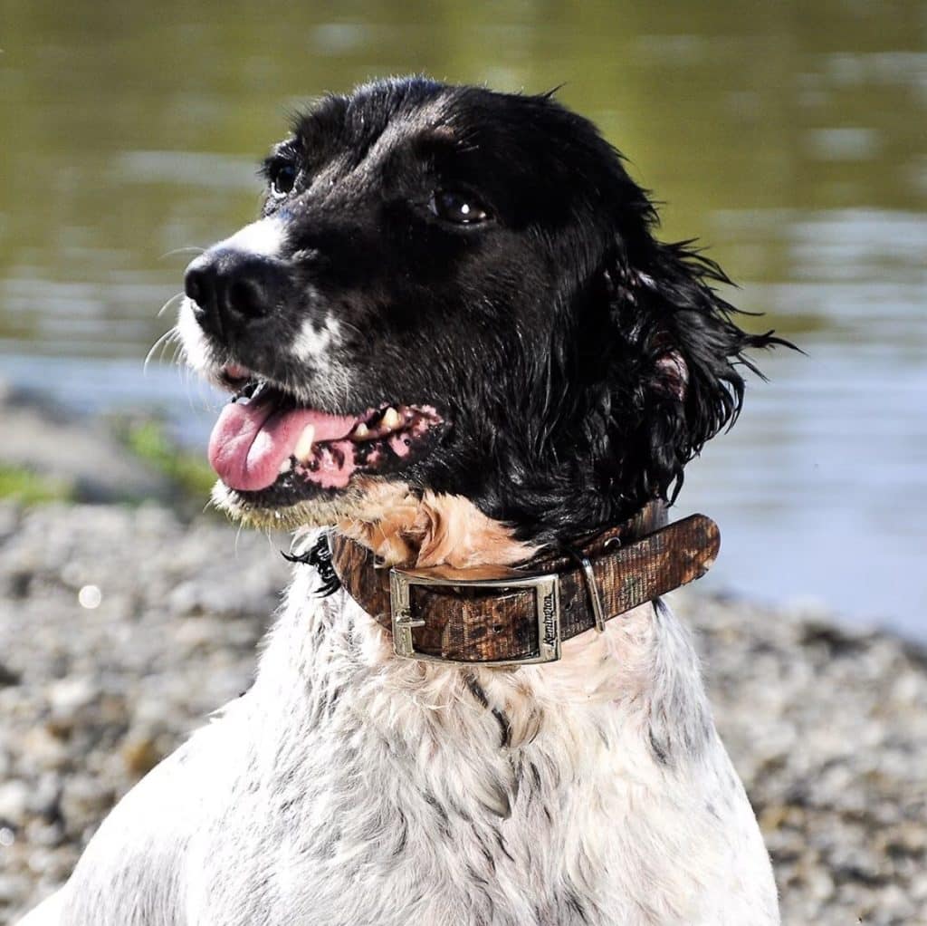 remington waterproof dog collar