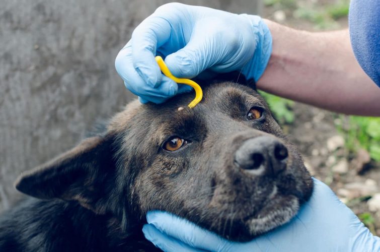 Person mit Handschuhen, die eine Zecke vom Kopf eines Hundes entfernt