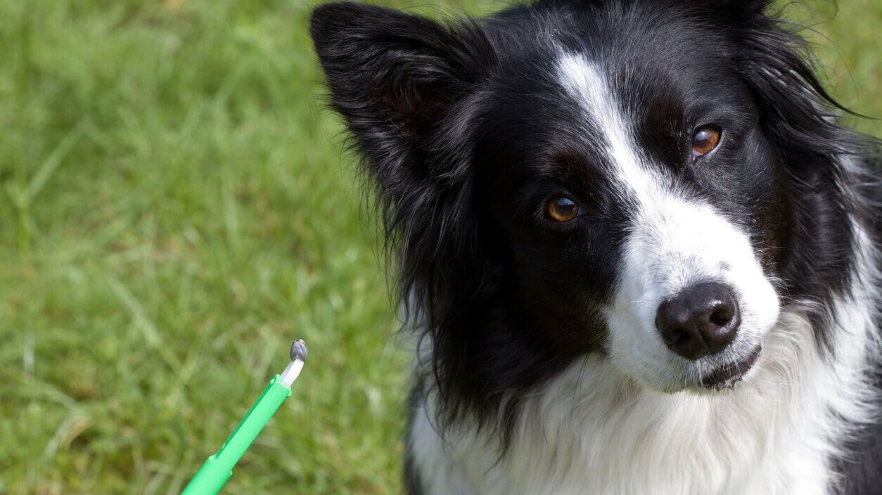How To Remove A Tick From A Dog Tweezers and Alternatives