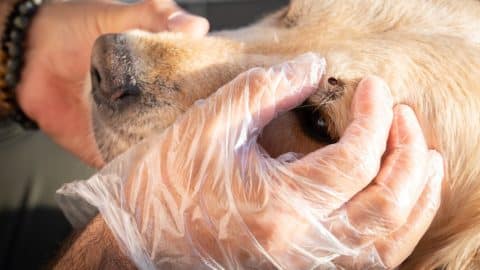Vet removing a tick from above a dog's eye