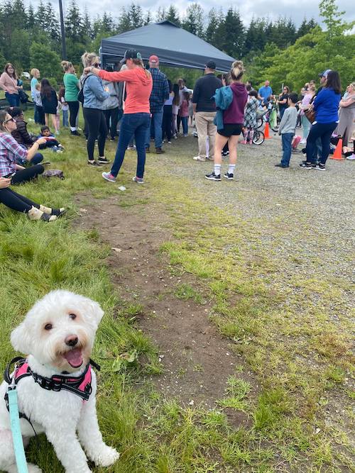 Dog grins at camera at crowded outdoor festival.