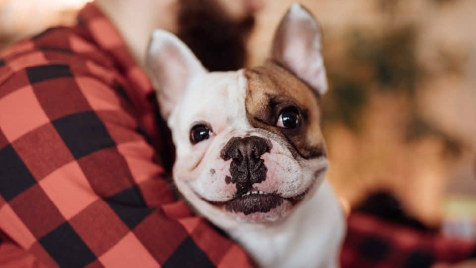 A person in a plaid shirt holding a happy brown and white French Bulldog.