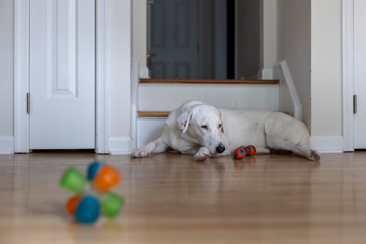 Dog guards toys in front of doorway