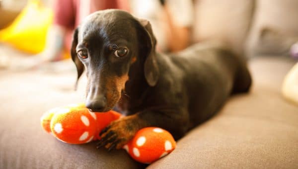 Dachshund with paw over toy