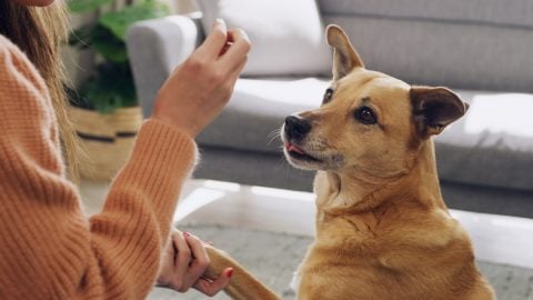 Person training dog with treat