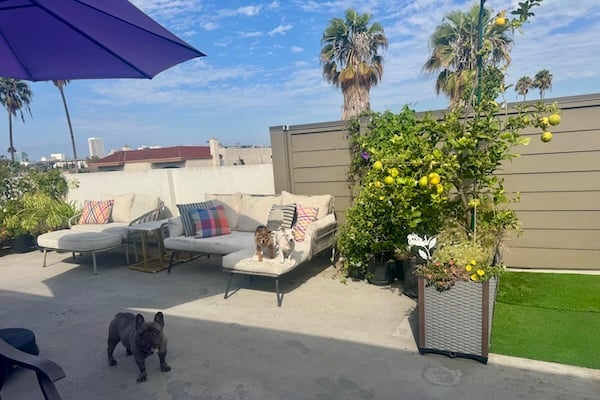 Fenced rooftop with dogs