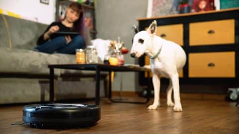 dog looking at robot vacuum on wood floor while pet parent sits on couch in background