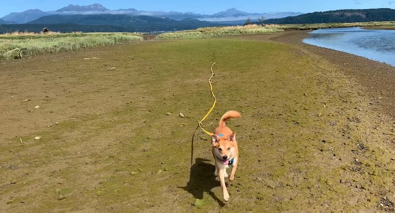 Dog recalls on an extra-long leash