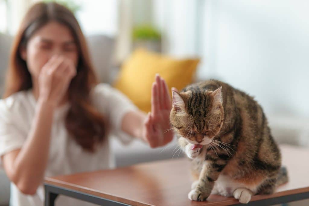 Es stinkt, nachdem die Katze gepupst hat