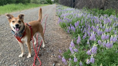 dog stands in road next to lupine flowers