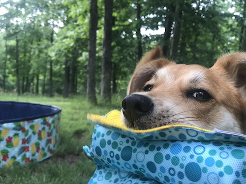 Dog with a pool toy in his mouth looking at the camera.