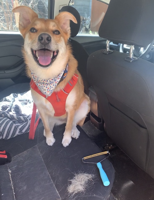 Brown and white dog in car with Uproot Clean pet hair rake