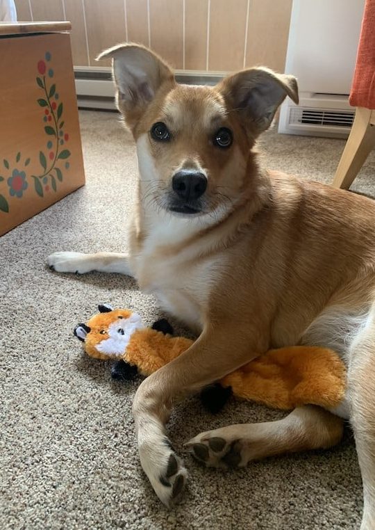 brown and white dog with zippypaws skinny peltz fox toy