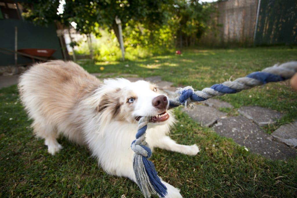 Playful Aussie Shepard puppy tugs on rope with it's master. Slight motion blur from dog's fast movement.