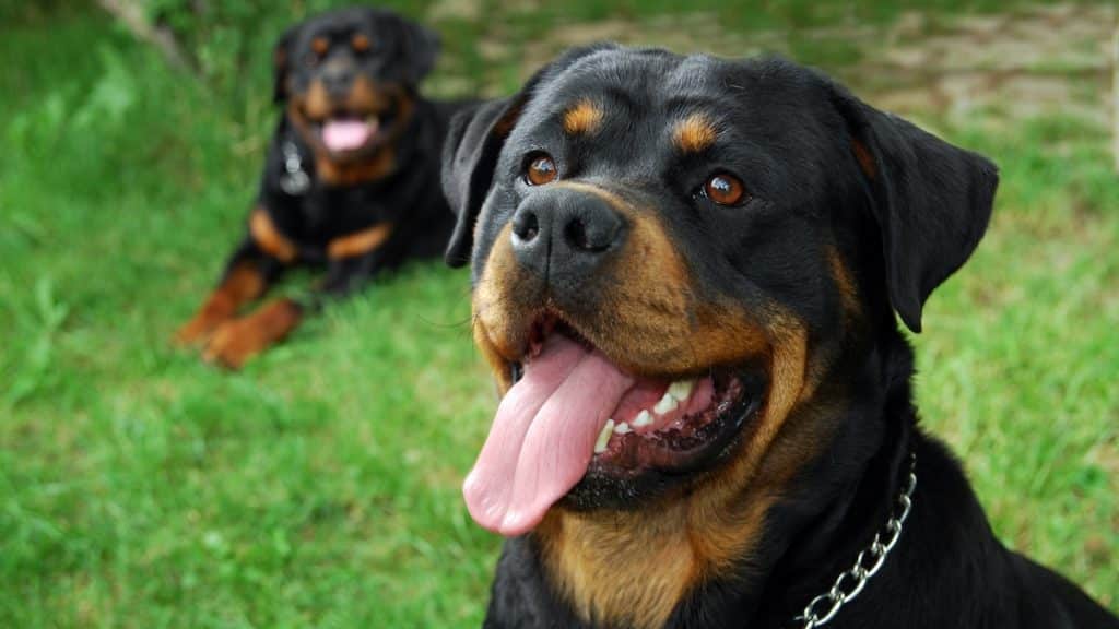 Couple of big strong and beautiful rottweilers laying on the grass.