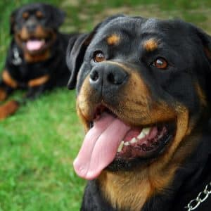 Couple of big strong and beautiful rottweilers laying on the grass.