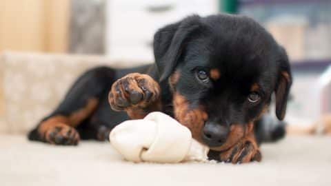 An adorable Rottweiler puppy looking at the camera while chewing on white toy