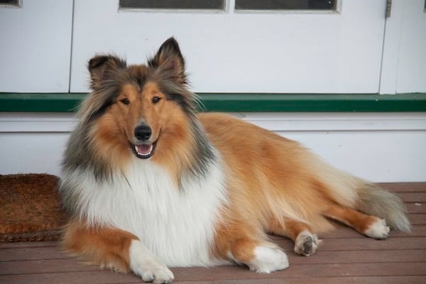 Rough Coated Collie sitting in front of door