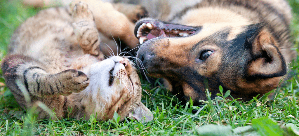 A cat and dog enjoying the summer sun together