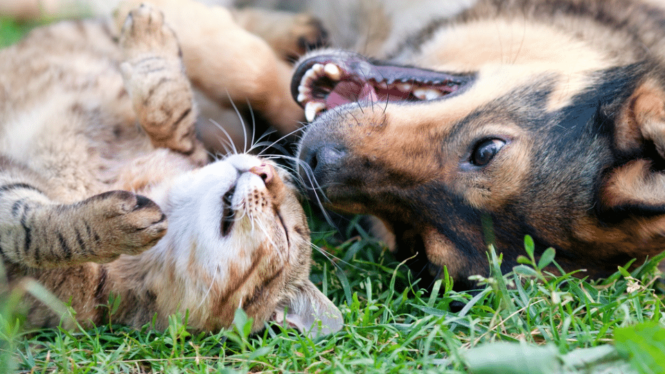 A cat and dog enjoying the summer sun together