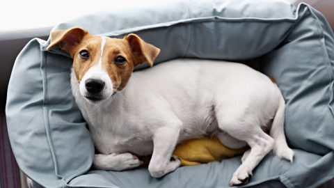Cute sleepy Jack Russel terrier puppy with big ears resting on a dog bed with yellow blanket. Small adorable doggy with funny fur stains lying in lounger. Close up, copy space, background, top view.