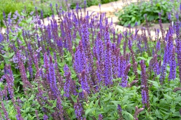 Russian sage or salvia