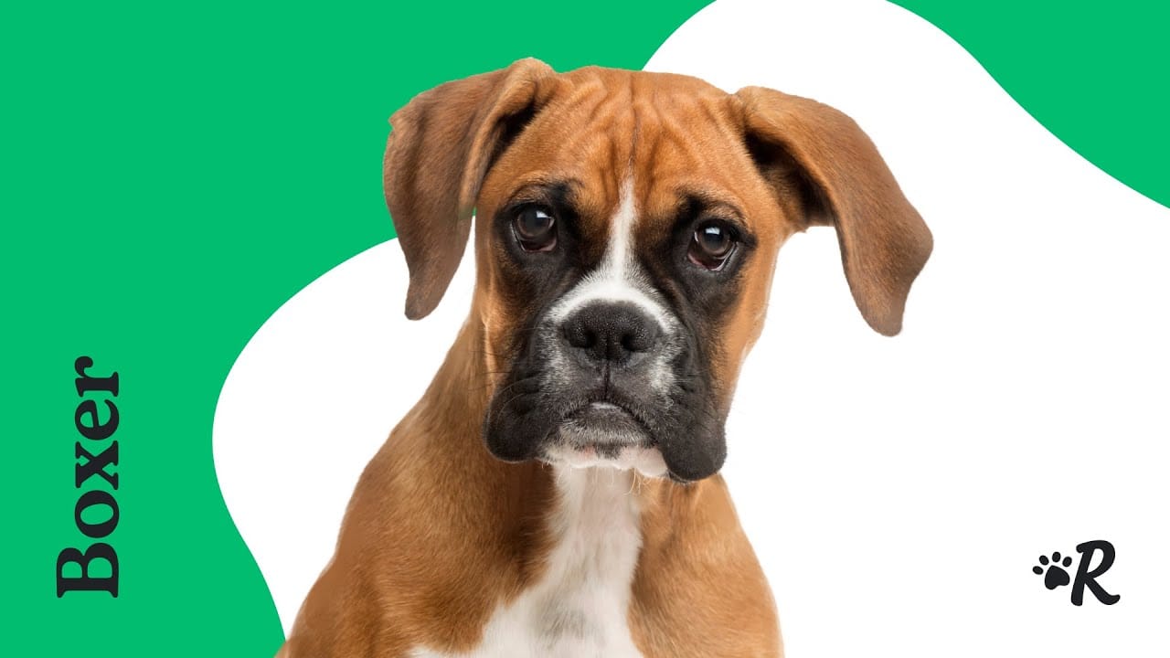 The 115 Most Popular Boxer Names The Dog People