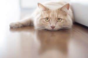 A sad cat lying on the floor alone