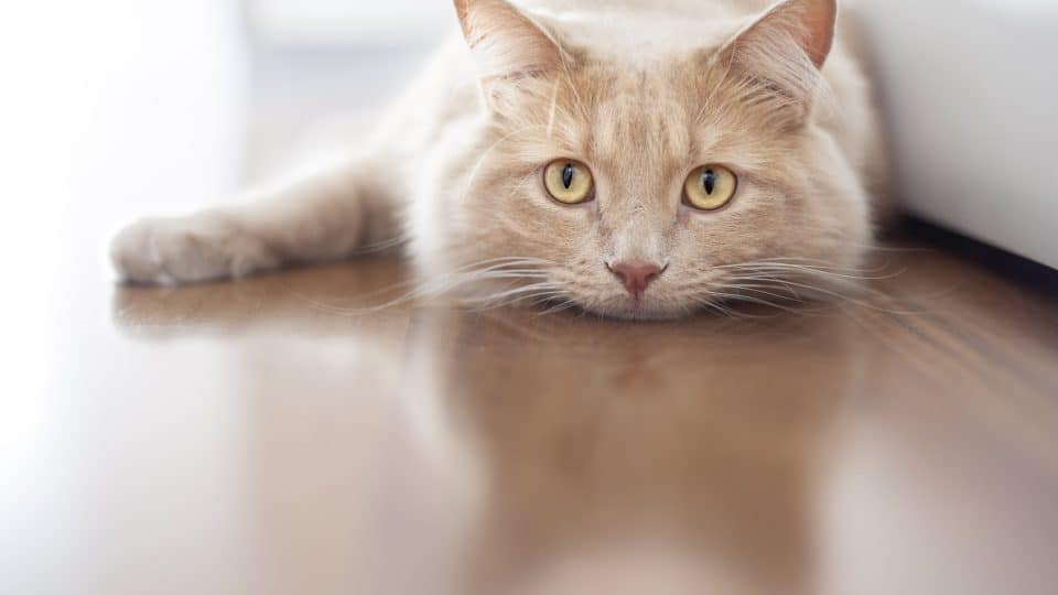 A sad cat lying on the floor alone