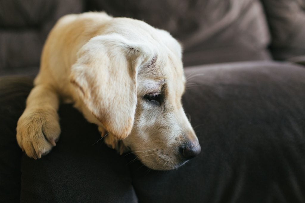 Eine Nahaufnahme eines Labrador Retrievers, der auf einer Couch liegt