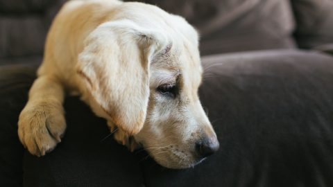 A closeup of a Labrador Retriever dog lying on a couch