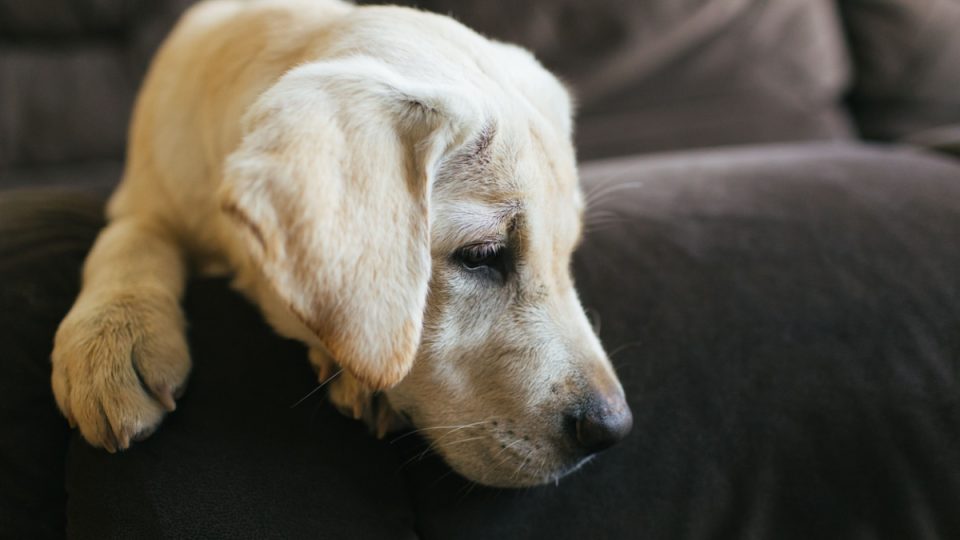 A closeup of a Labrador Retriever dog lying on a couch
