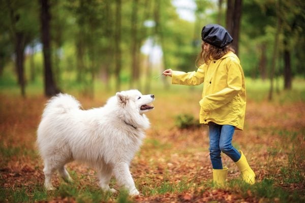 Girl in raincoat and boots plays with Samoyed in fall
