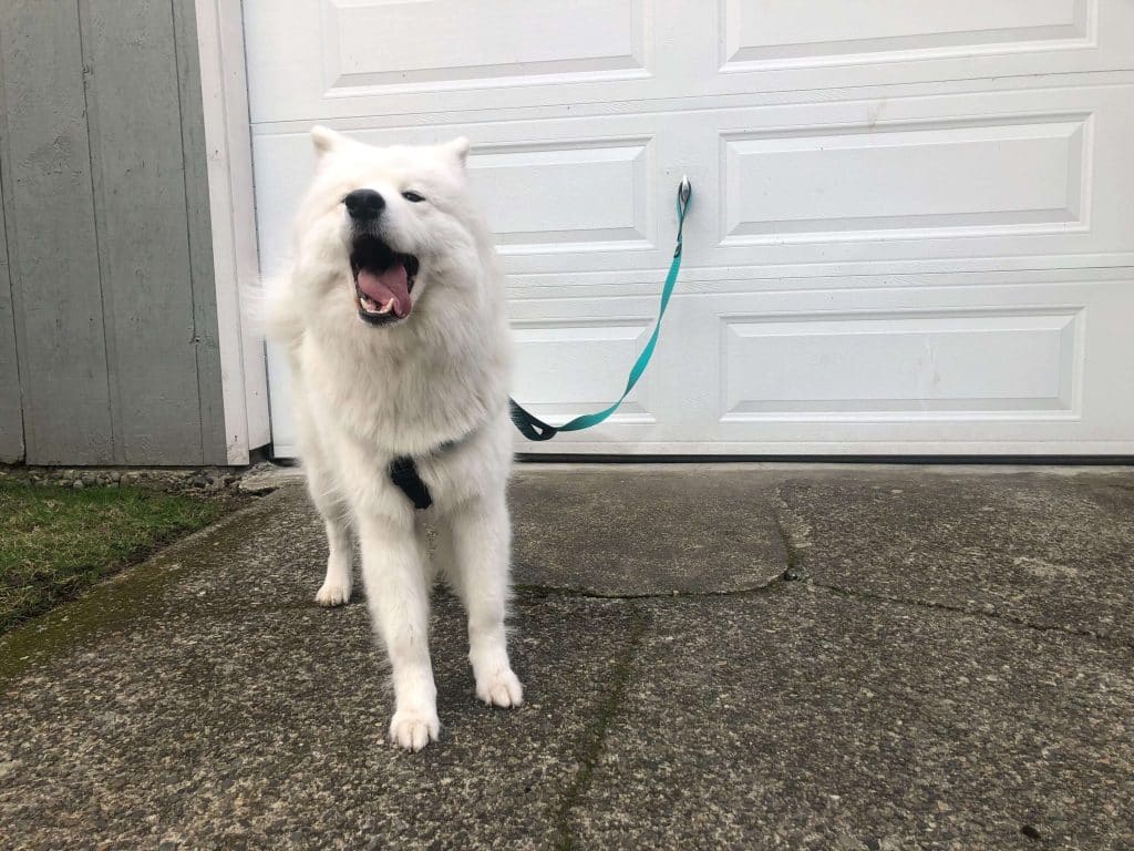 Samoyed with a wide open mouth, barking.