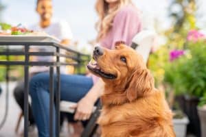 Dog sitting patiently by humans eating food at San Diego eatery