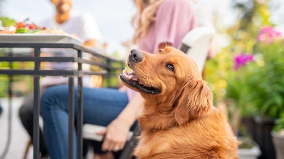 Dog sitting patiently by humans eating food at San Diego eatery