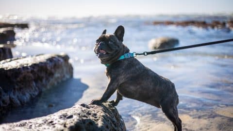 French Bulldog at San Diego tide pools