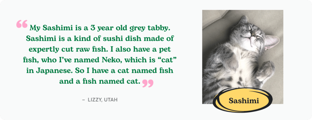 A grey tabby named Sashimi.