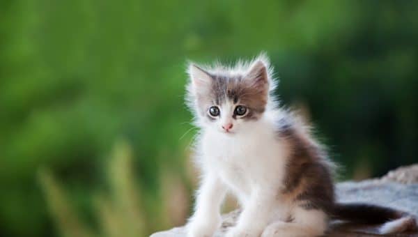 Kitten sitting on the edge, looking scared, selective focus on the eyes, out of focus background.