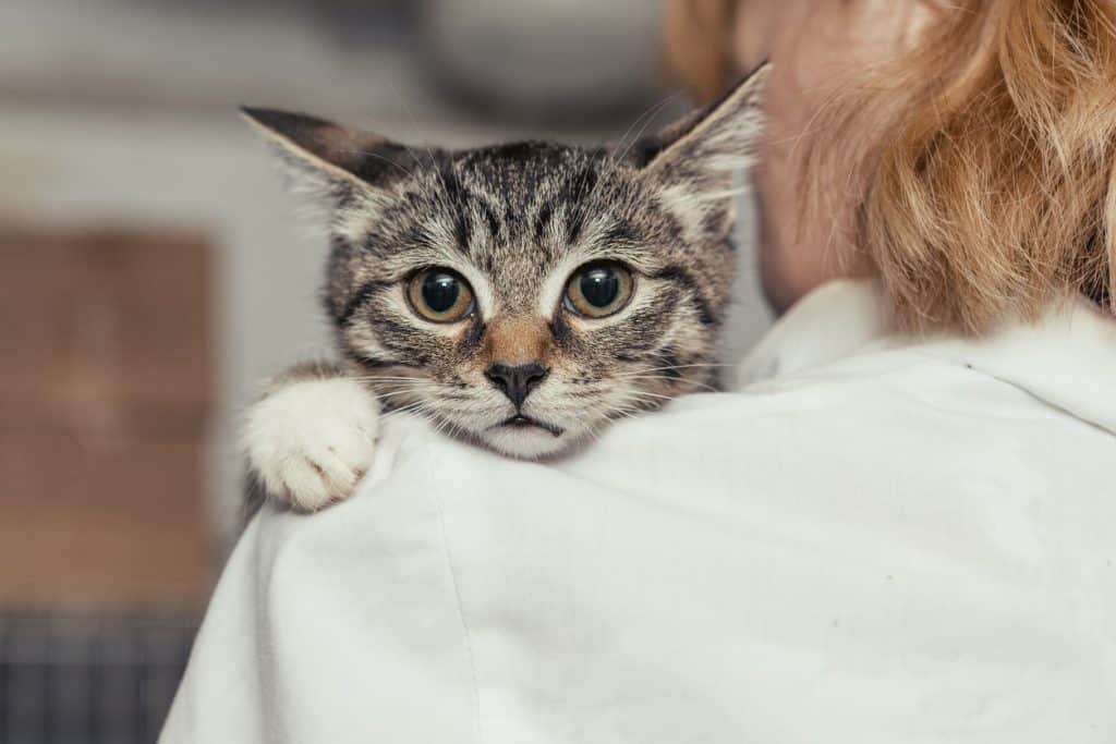 A cat feeling scared or anxious 