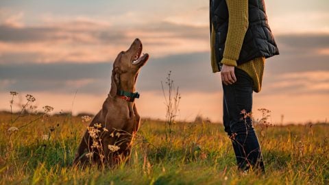 Dog in a field looking happily at their dog trainer for positive reinforcement.
