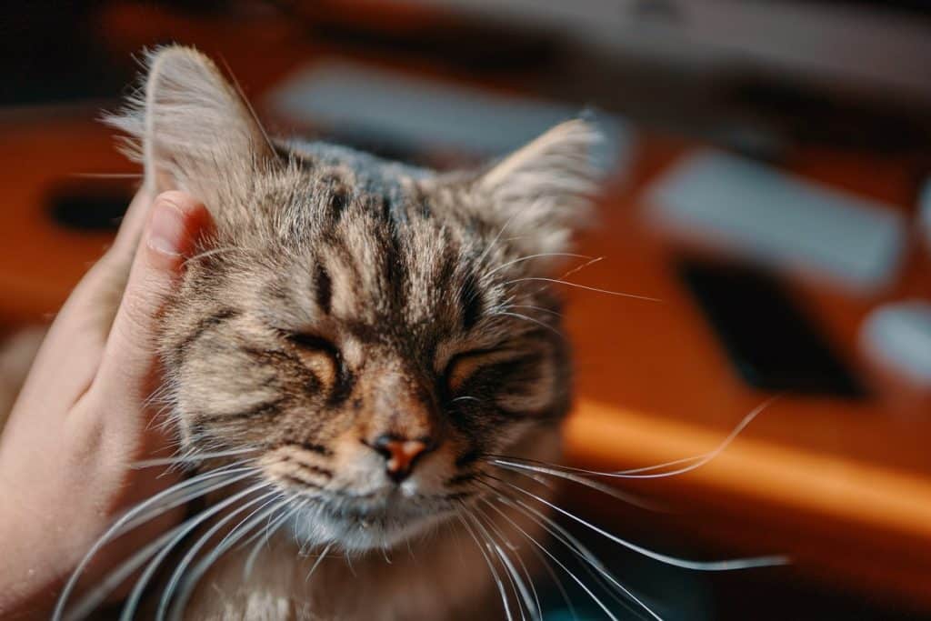 A pet parent petting and scratching a cat's ear 