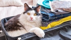 Cat sitting in the suitcase or bag and waiting for a trip