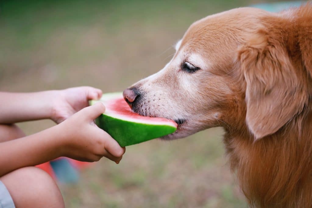 A senior dog eating a watermelon half outside