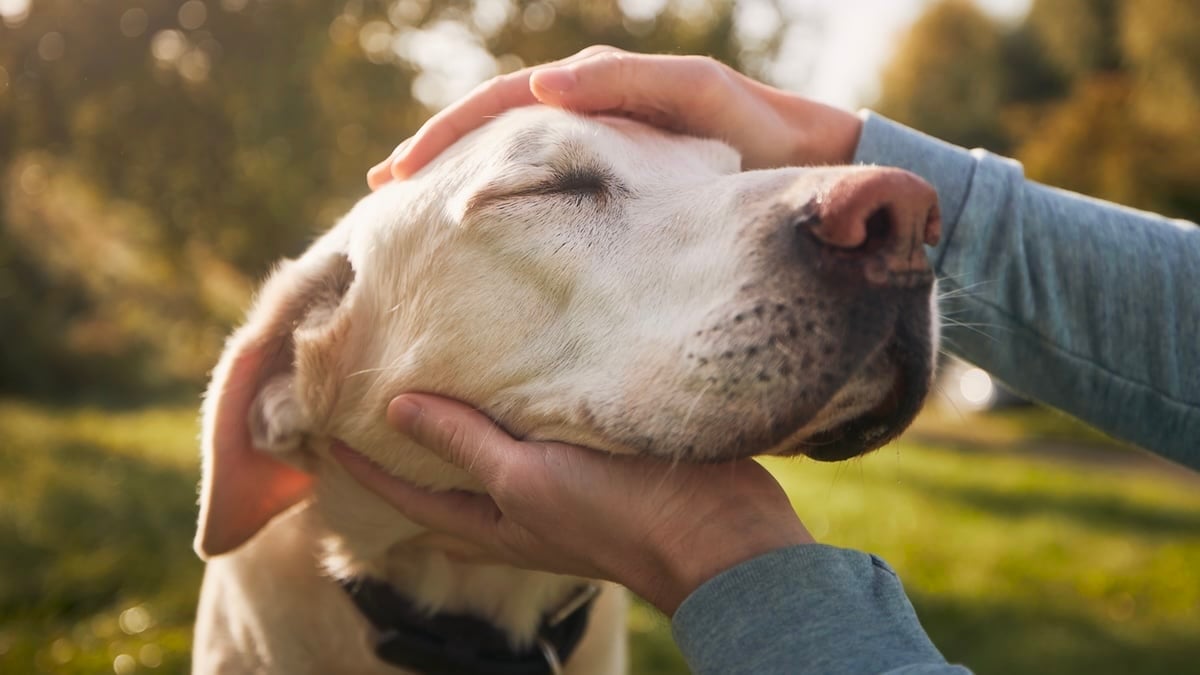 Senior dog receiving pets in a park