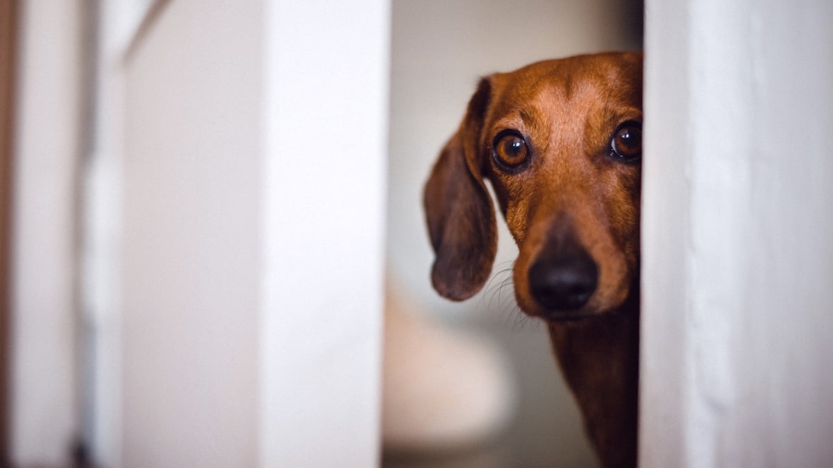 How To Identify Separation Anxiety & Help Your Dog Be OK Alone