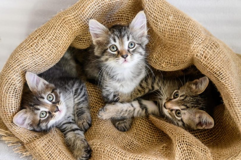 Tabby cats playing in bag looking up