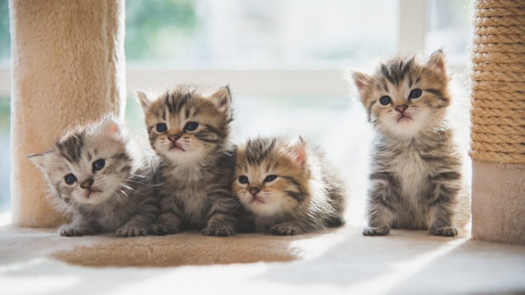 View of Image result for Kittens with leukemia symptoms and emotional support