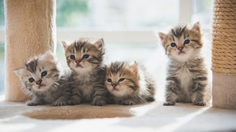 Young kittens sitting on step